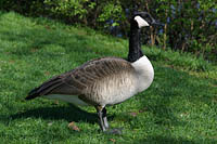 Click to see ZZ3GOOSE1.JPG