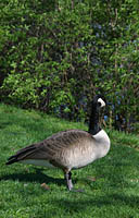 Click to see ZZ3GOOSE2.JPG