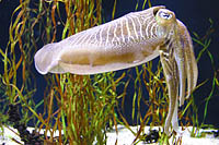 Click to see ZZ4CUTTLEFISH.JPG