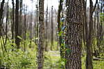 Click to see Y-WB-SonyPrimes-DSC00024-50mm-f2.5.JPG