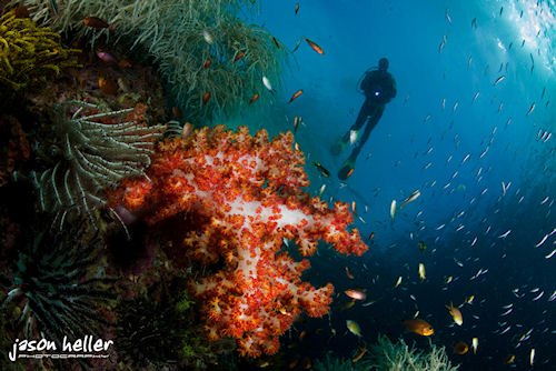 Photo provided by DivePhotoGuide.com. Click for a bigger picture!