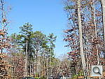 Click to see P7100PINE.JPG