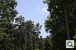 Click to see E5D3PINE.JPG