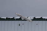 Click to see Y_K4A4881-400mmDOII.JPG