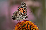 Click to see Y-JG-CANON-EOS-R7-1179.JPG