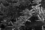 Click to see Y-DSF2489-Black-and-White-Green.JPG
