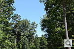 Click to see D600PINE.JPG