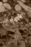 Click to see Y_DSC1069-Sepia.JPG
