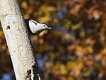 Click to see Y_B010093-12-100MM.JPG