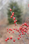 Click to see Y_1010087-Bokeh-72mm-f2.8.JPG