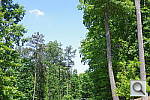 Click to see K01PINE.JPG