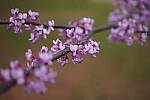 Click to see Y-WB-SonyPrimes-DSC00125-50mm-f2.5.JPG