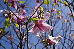Click to see Y-WB-SonyPrimes-DSC00352-50mm-f4.5.JPG