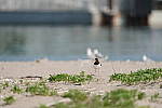 Click to see Y-600MM-DSC05641.JPG