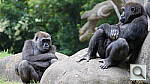 Click to see yzoo_gorillas1.jpg