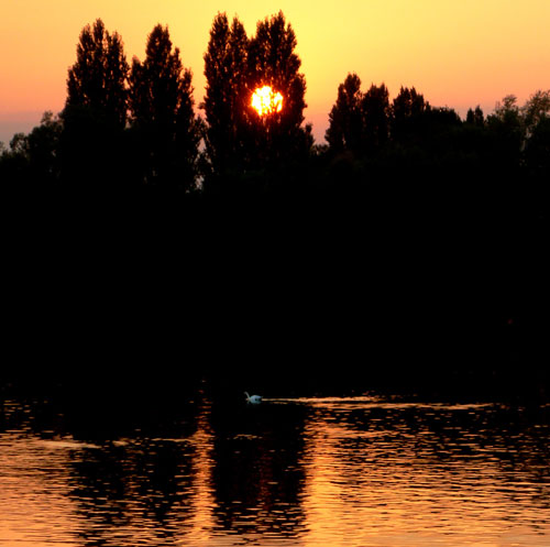 Story-telling-sunset-swan-3