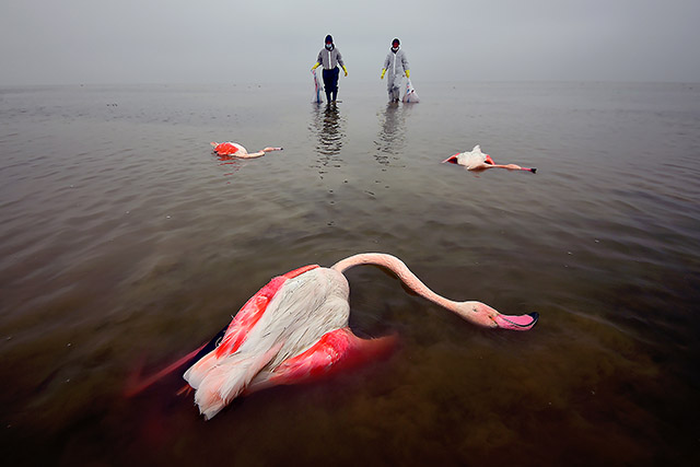 Environmental Photographer of the Year 2022 winners announced