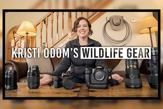 Video: What gear does wildlife photographer Kristi Odom take into the field?