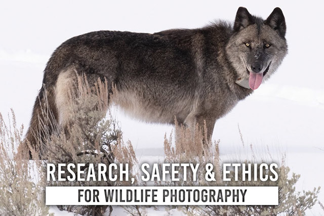 Video: How to safely research wildlife and be an ethical photographer