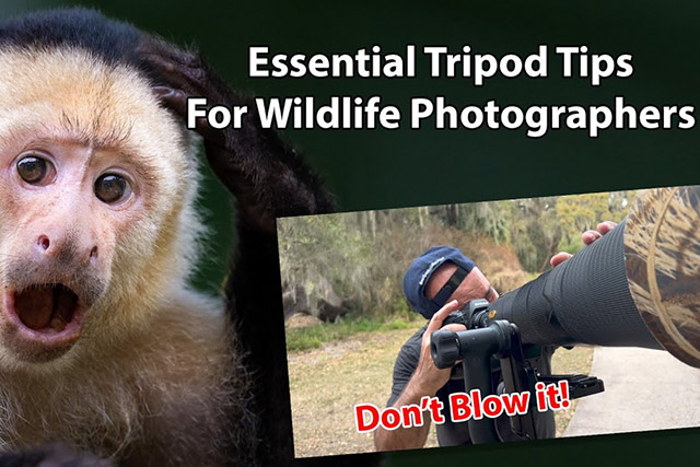 Video: Essential tripod tips for wildlife photography