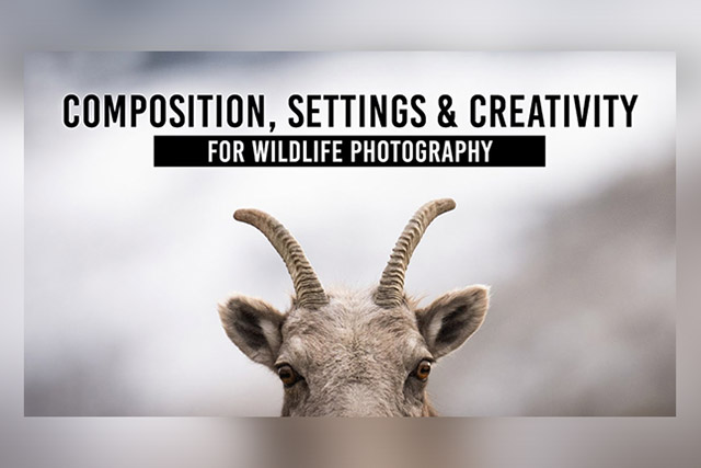 Video: Composition, camera settings and creativity in wildlife photography