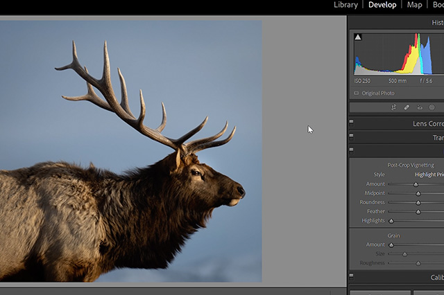 Video: How pro wildlife photographer Kristi Odom edits her image in Adobe Lightroom