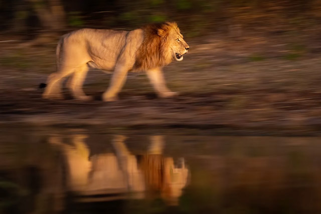 Video: Photographer Steve Perry’s ultimate guide to slow shutter speed wildlife panning