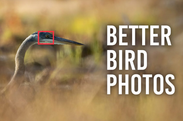 Video: 5 tips to improve your bird photography