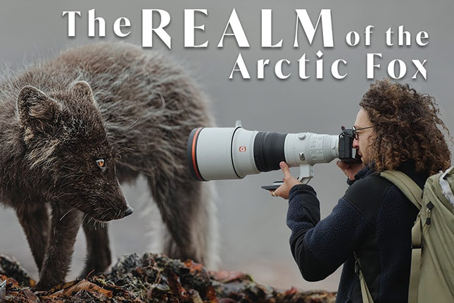 Video: Wildlife photographer Donal Boyd captures stunning portraits of arctic foxes in Iceland