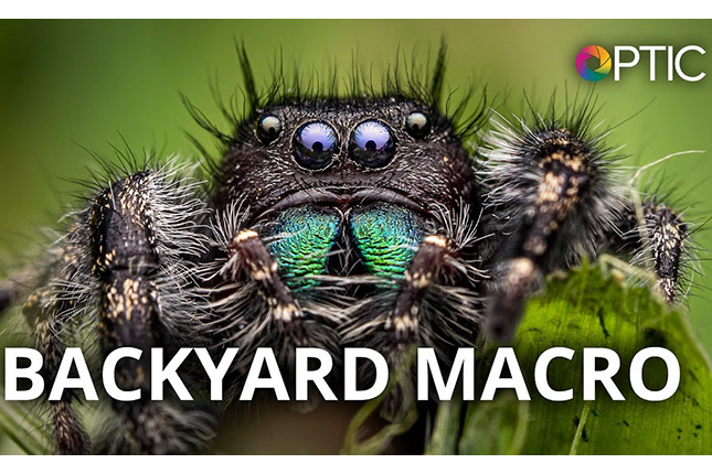 Video: Tips and techniques to capture amazing macro photos right in your backyard