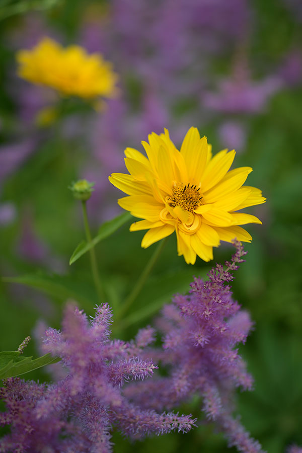 Nikon 28mm f/1.4E ED AF-S Review: Field Test -- Gallery Image